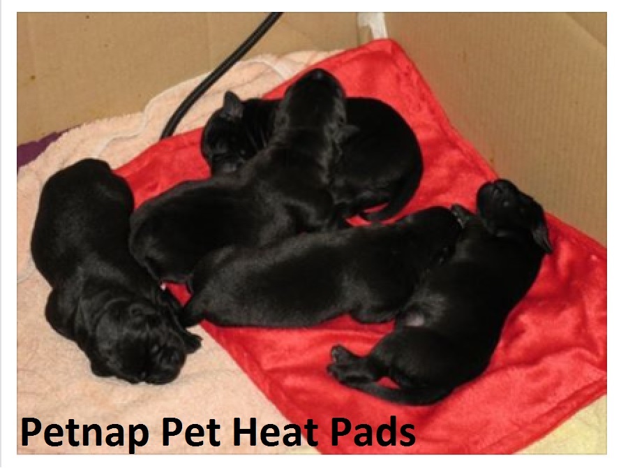 puppy heat pad